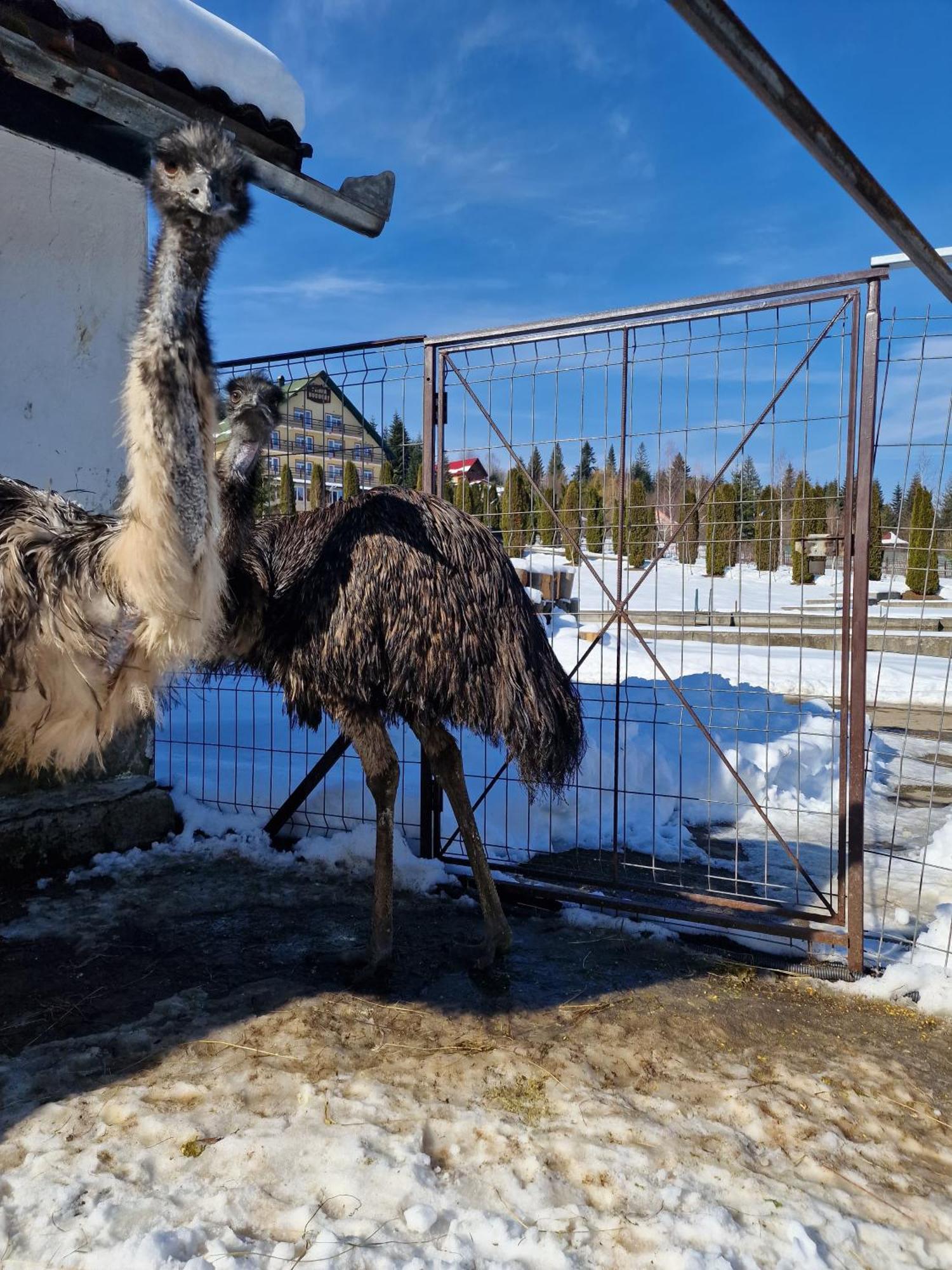 Poiana Bucovat Hotell Gura Humorului Exteriör bild