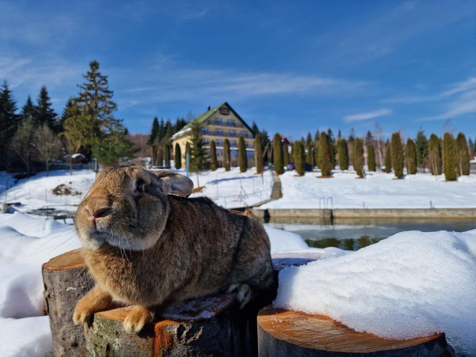 Poiana Bucovat Hotell Gura Humorului Exteriör bild