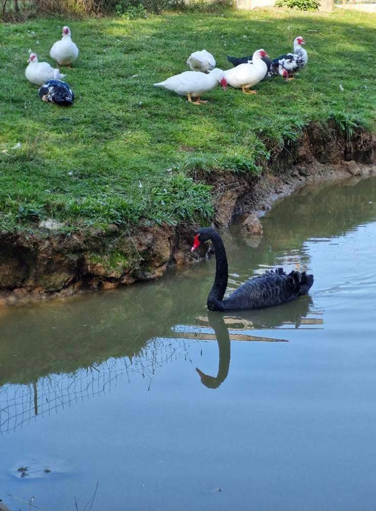 Poiana Bucovat Hotell Gura Humorului Exteriör bild
